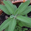Salvia candelabrum